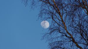 Preview wallpaper moon, tree, branches, sky, twilight