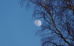 Preview wallpaper moon, tree, branches, sky, twilight