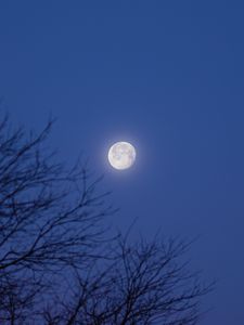 Preview wallpaper moon, tree, night, dark