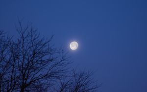 Preview wallpaper moon, tree, night, dark