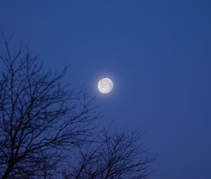 Preview wallpaper moon, tree, night, dark