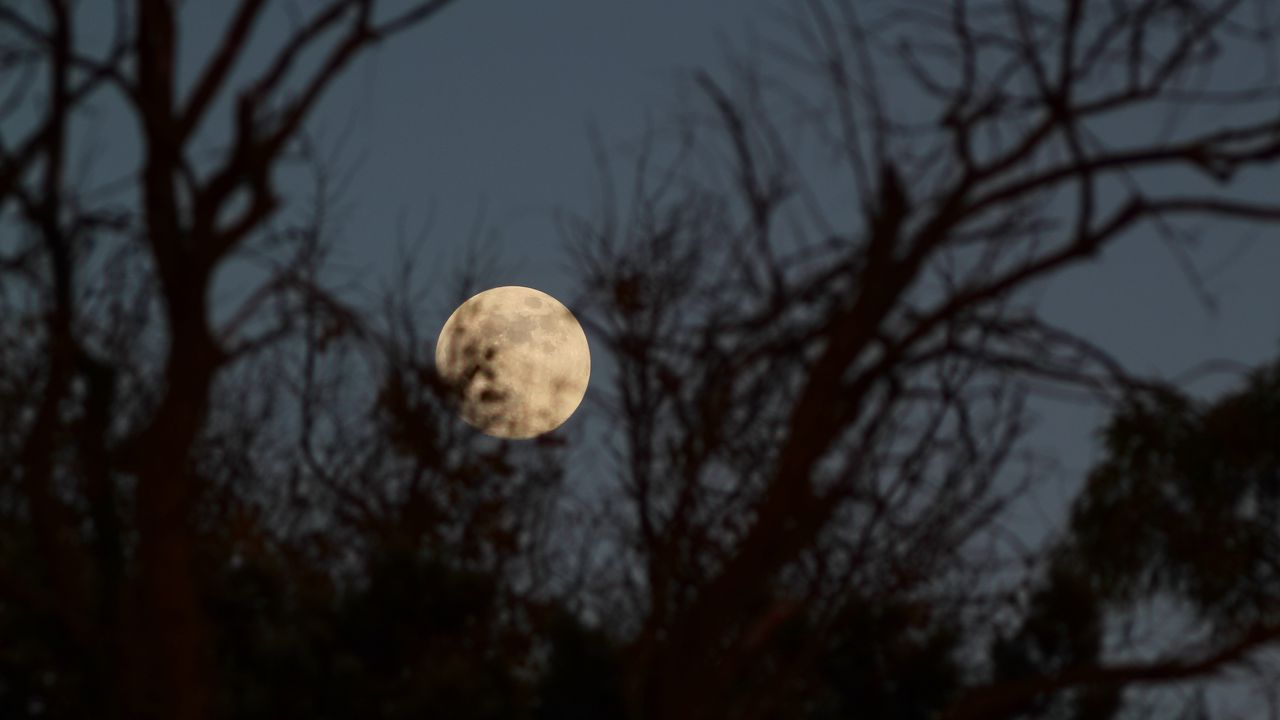 Wallpaper moon, trees, branches, sky, night, blur, nature