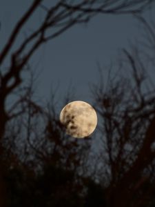 Preview wallpaper moon, trees, branches, sky, night, blur, nature
