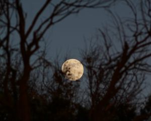 Preview wallpaper moon, trees, branches, sky, night, blur, nature