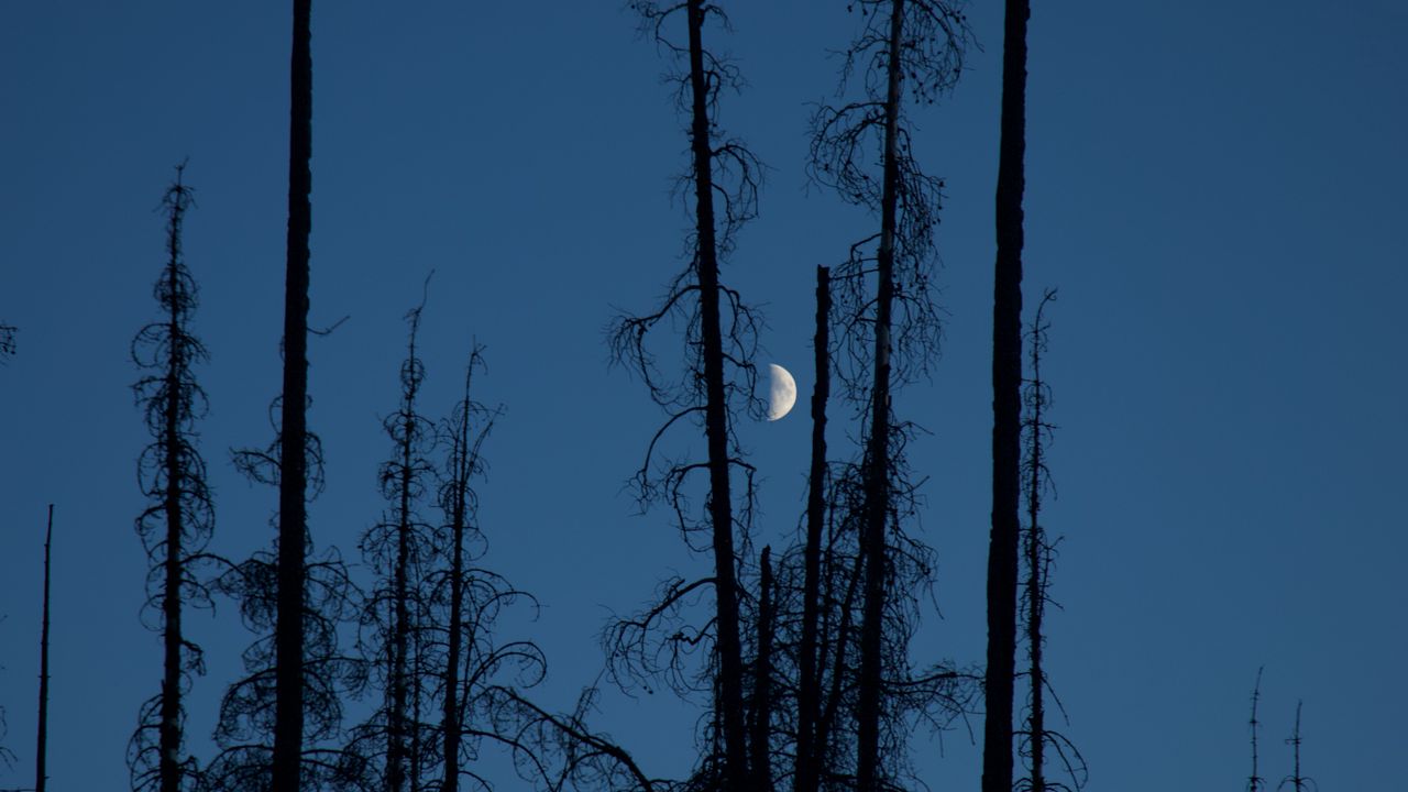 Wallpaper moon, trees, branches, night, sky