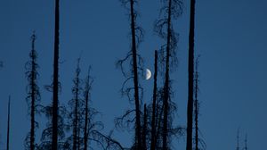 Preview wallpaper moon, trees, branches, night, sky