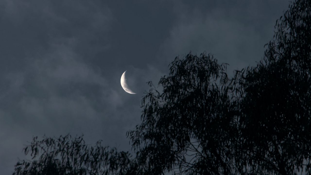 Wallpaper moon, trees, branches, evening