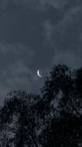 Preview wallpaper moon, trees, branches, evening