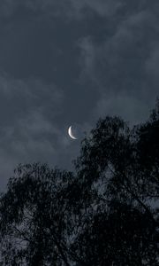 Preview wallpaper moon, trees, branches, evening
