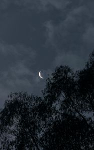 Preview wallpaper moon, trees, branches, evening