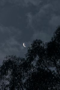 Preview wallpaper moon, trees, branches, evening