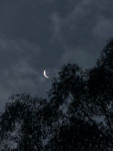 Preview wallpaper moon, trees, branches, evening