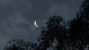Preview wallpaper moon, trees, branches, evening
