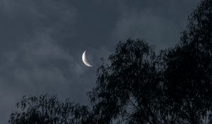 Preview wallpaper moon, trees, branches, evening