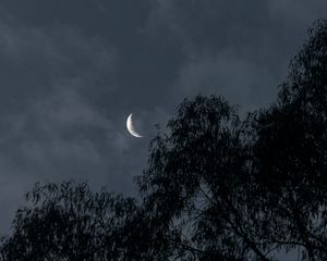 Preview wallpaper moon, trees, branches, evening