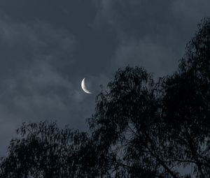 Preview wallpaper moon, trees, branches, evening