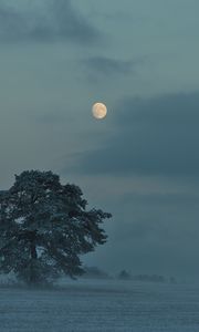 Preview wallpaper moon, trees, bushes, dusk, evening