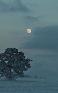Preview wallpaper moon, trees, bushes, dusk, evening