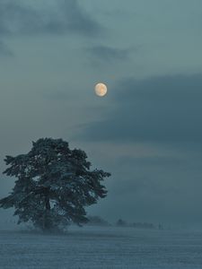 Preview wallpaper moon, trees, bushes, dusk, evening