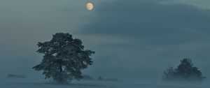 Preview wallpaper moon, trees, bushes, dusk, evening