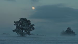 Preview wallpaper moon, trees, bushes, dusk, evening