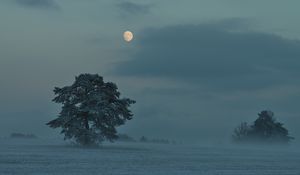 Preview wallpaper moon, trees, bushes, dusk, evening