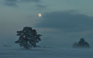 Preview wallpaper moon, trees, bushes, dusk, evening