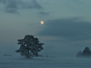 Preview wallpaper moon, trees, bushes, dusk, evening