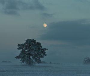 Preview wallpaper moon, trees, bushes, dusk, evening