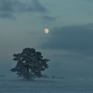 Preview wallpaper moon, trees, bushes, dusk, evening
