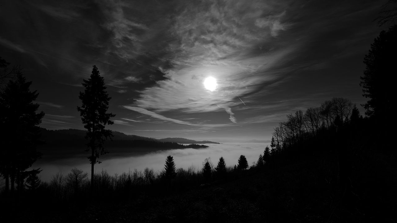 Wallpaper moon, trees, bw, forest, sky