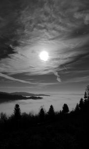 Preview wallpaper moon, trees, bw, forest, sky