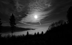 Preview wallpaper moon, trees, bw, forest, sky