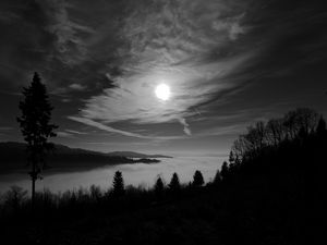 Preview wallpaper moon, trees, bw, forest, sky