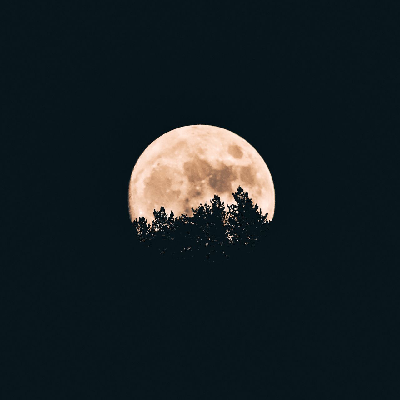 1280x1280 Wallpaper moon, trees, dark, night