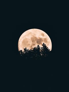 240x320 Wallpaper moon, trees, dark, night