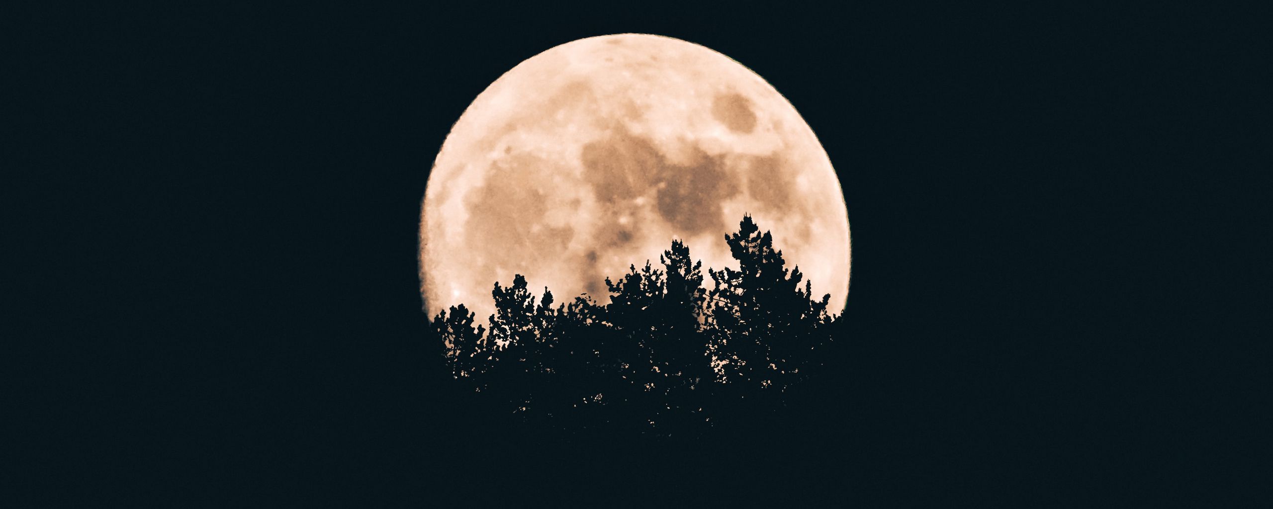 2560x1024 Wallpaper moon, trees, dark, night