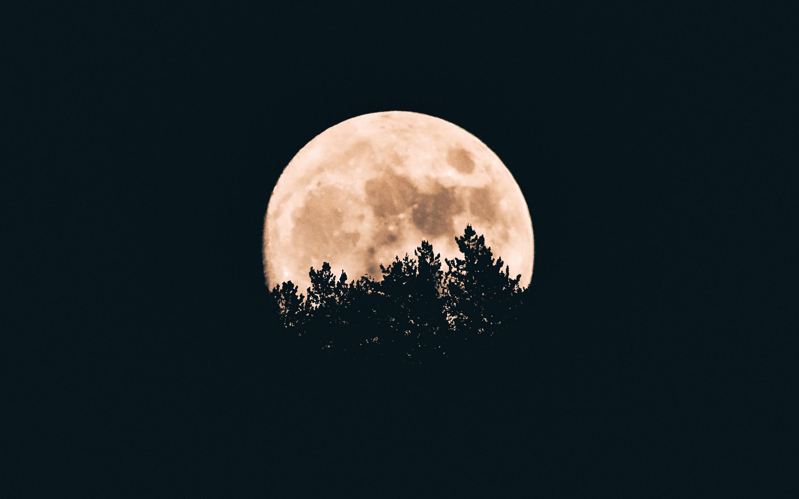 2560x1600 Wallpaper moon, trees, dark, night