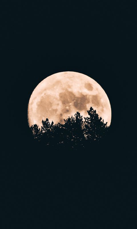 480x800 Wallpaper moon, trees, dark, night