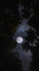 Preview wallpaper moon, trees, leaves, branches, night, dark