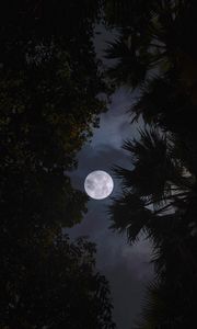 Preview wallpaper moon, trees, leaves, branches, night, dark