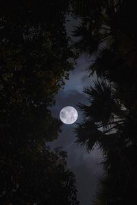 Preview wallpaper moon, trees, leaves, branches, night, dark