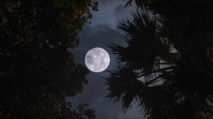 Preview wallpaper moon, trees, leaves, branches, night, dark