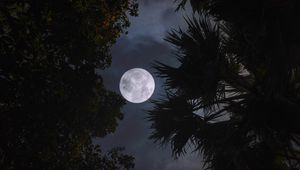 Preview wallpaper moon, trees, leaves, branches, night, dark