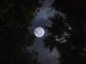Preview wallpaper moon, trees, leaves, branches, night, dark