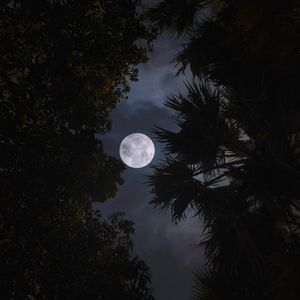 Preview wallpaper moon, trees, leaves, branches, night, dark