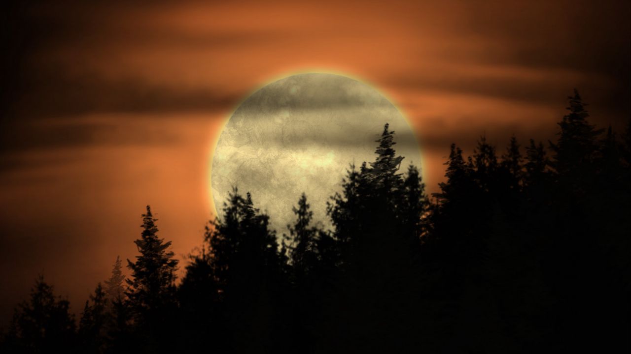 Wallpaper moon, trees, night, dark, art