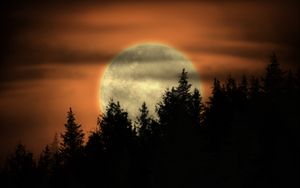 Preview wallpaper moon, trees, night, dark, art