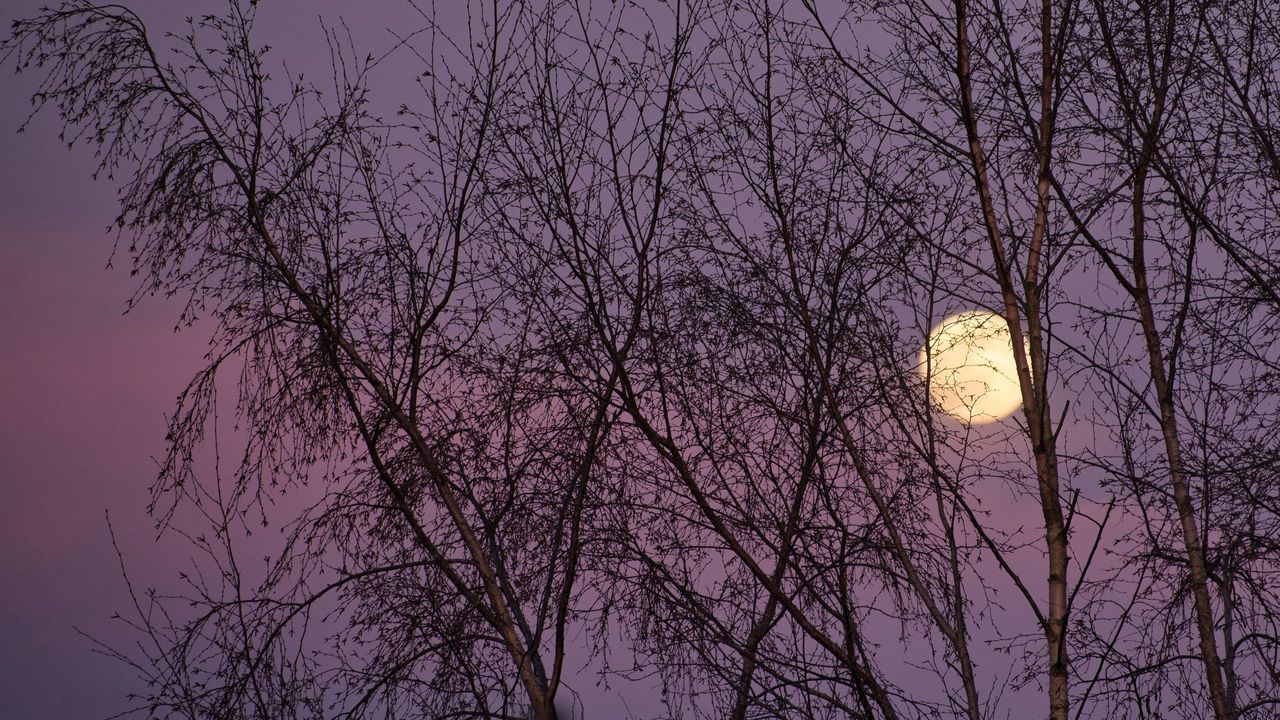 Wallpaper moon, trees, night, dusk, nature