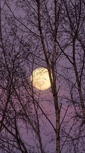 Preview wallpaper moon, trees, night, dusk, nature